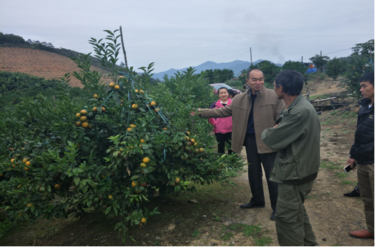 图为那劳乡沃柑种植基地管理员向大家分享沃柑种植管理经验