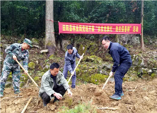图为田阳县林业局干部职工在安宁村开展植树活动