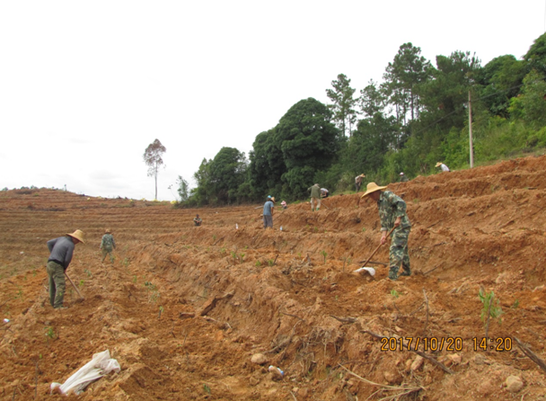 �ֿ���ֲ��ͼ2