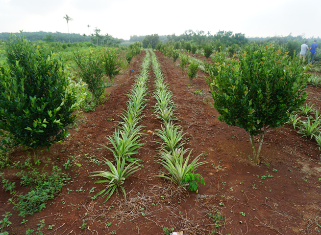 ͼΪ��ѵ����ҵ�ι��ֳ�1