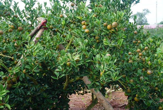 ͼΪ��ѵ����ҵ�ι��ֳ�2